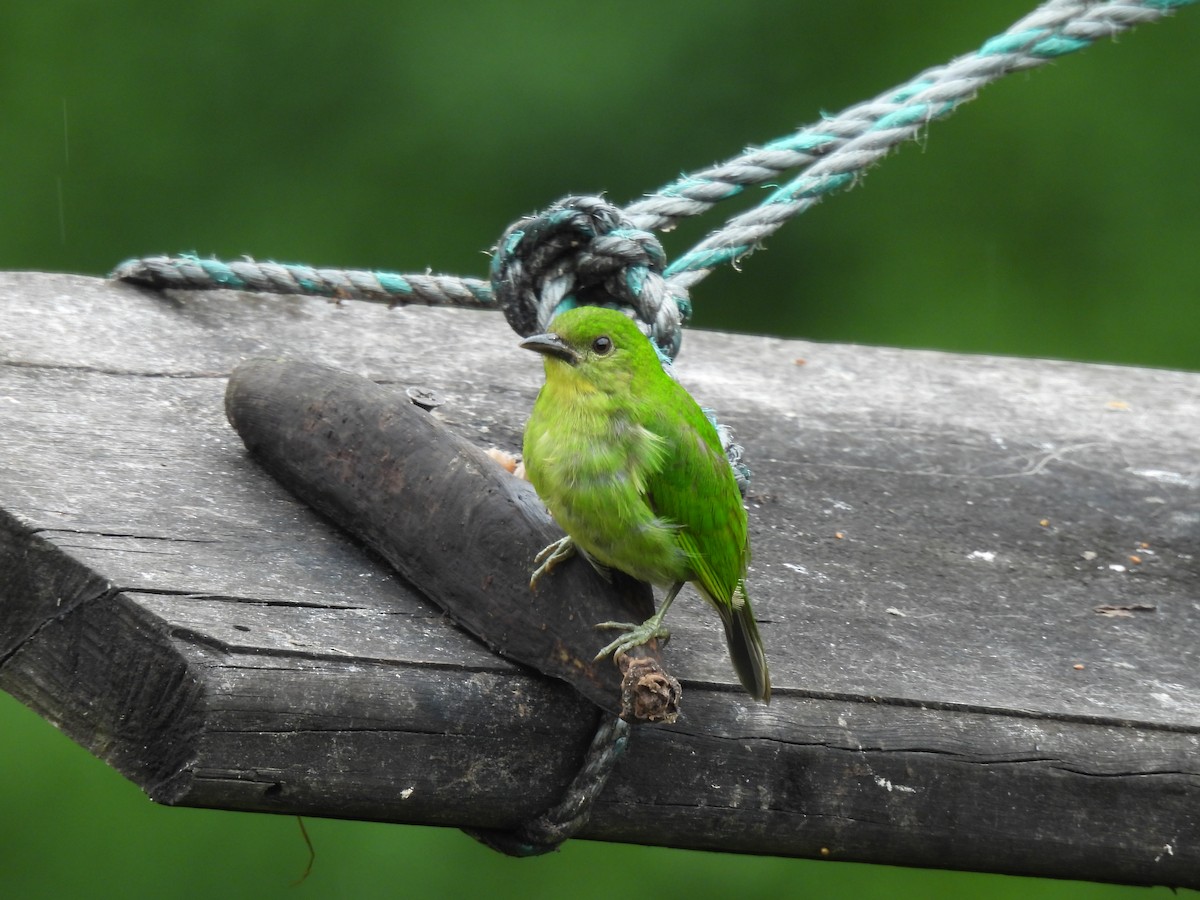 Green Honeycreeper - ML645458698