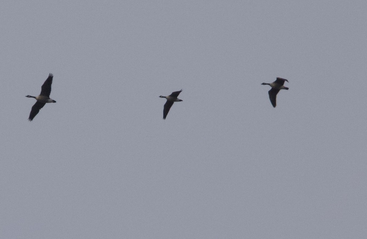 小加拿大雁 - ML645458703