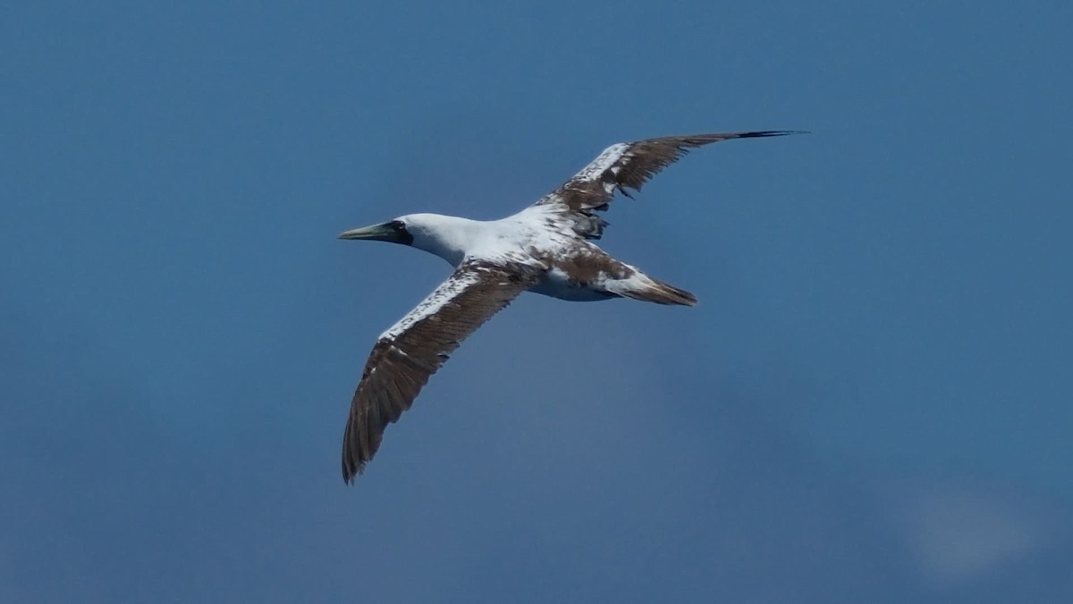 Brown Booby - ML645458704