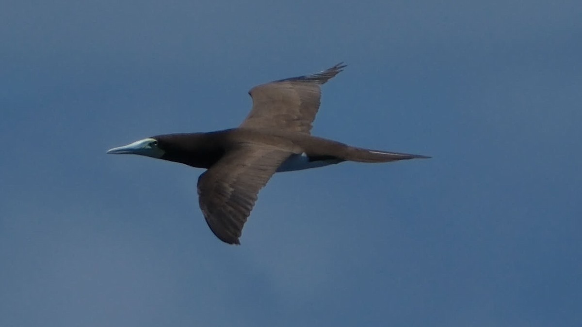 Brown Booby - ML645458705