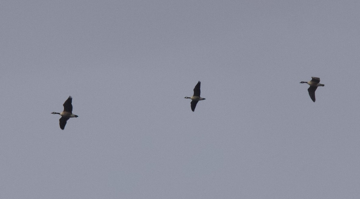 小加拿大雁 - ML645458706