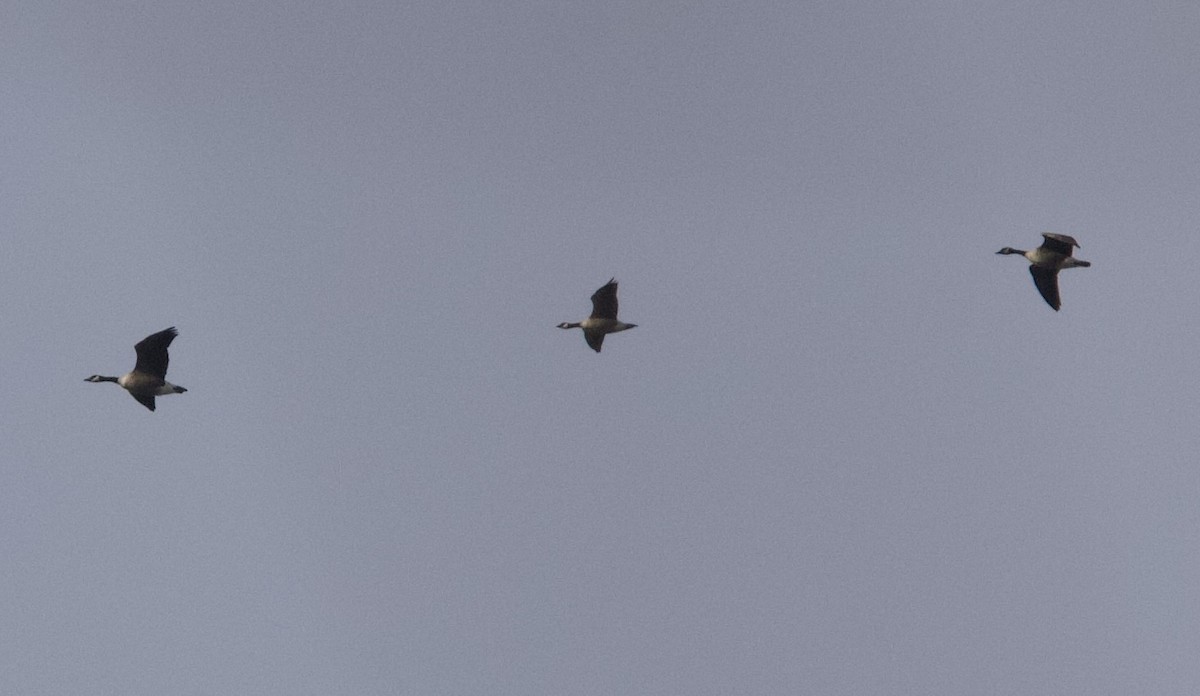 小加拿大雁 - ML645458707