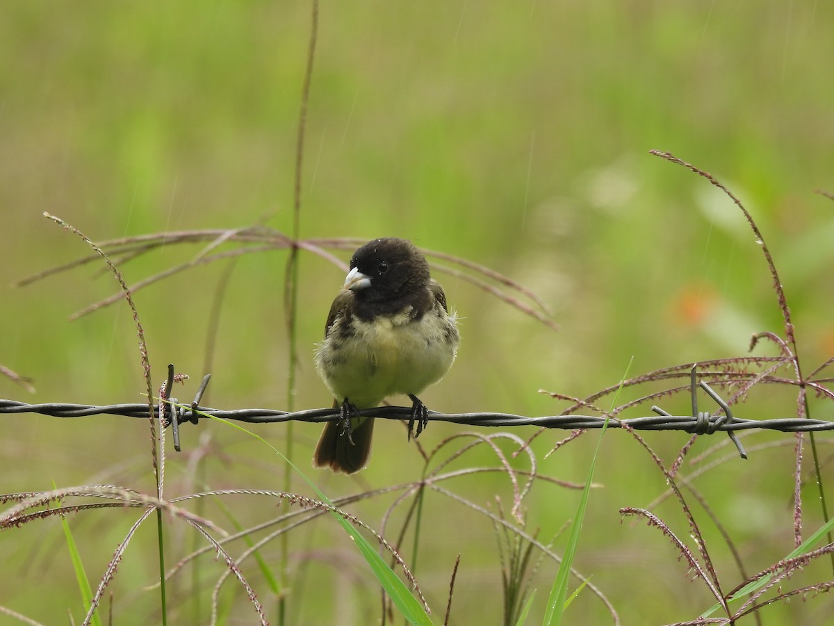 Yellow-bellied Seedeater - ML645458708