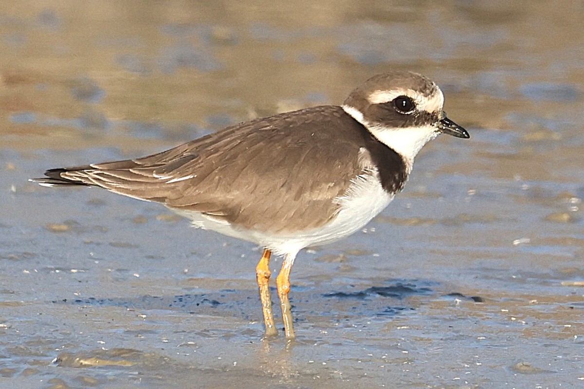 Common Ringed Plover - ML645458709
