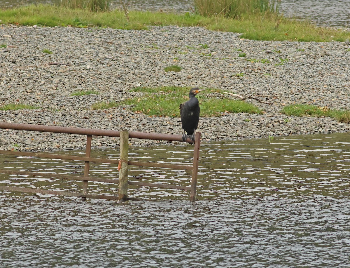 Great Cormorant - ML645458711