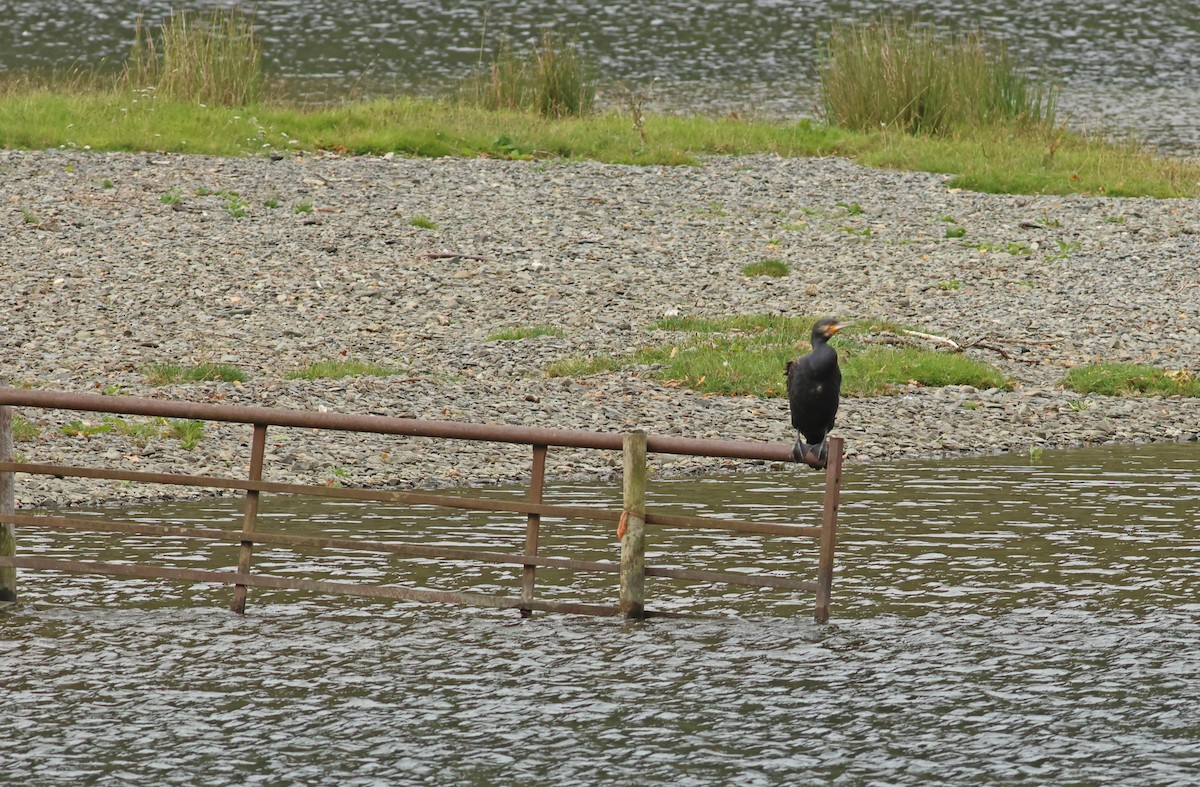 Great Cormorant - ML645458712