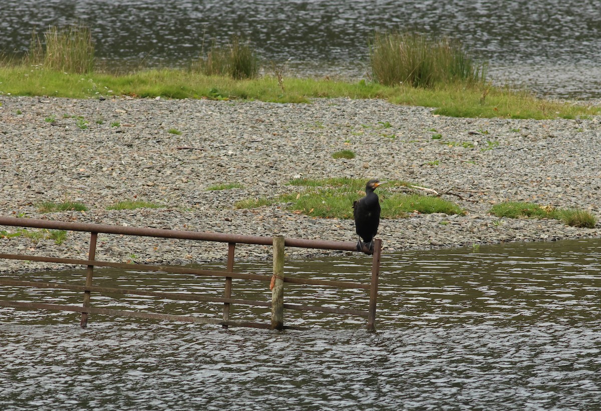 Great Cormorant - ML645458713