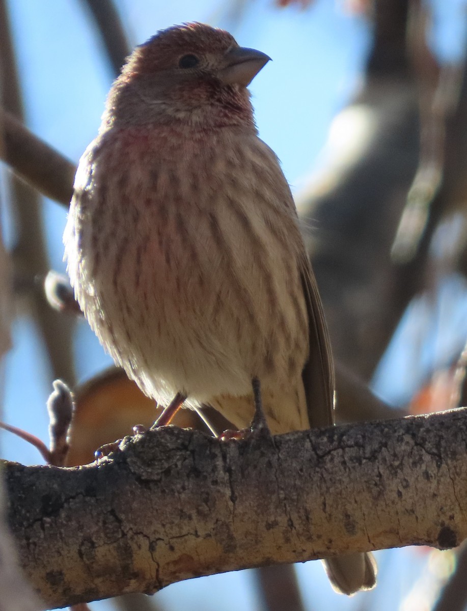 House Finch - ML645458716