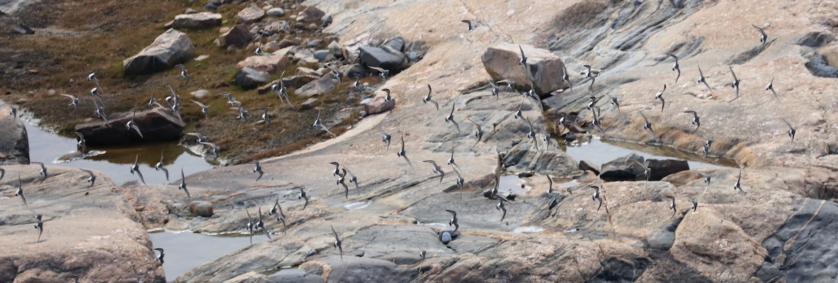 コシジロウズラシギ - ML645458722