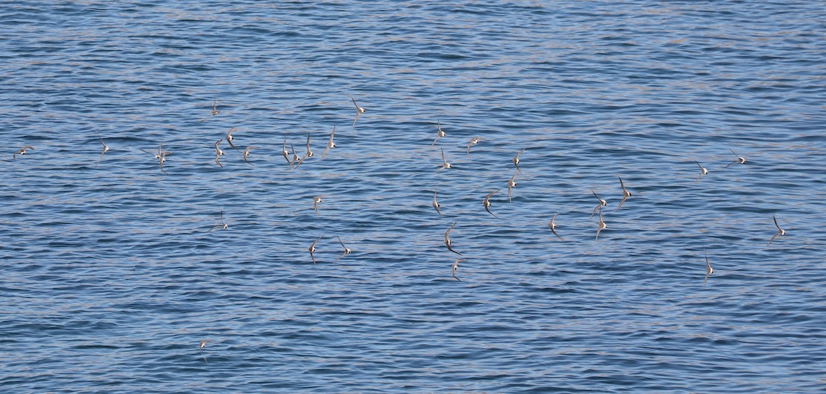 コシジロウズラシギ - ML645458723