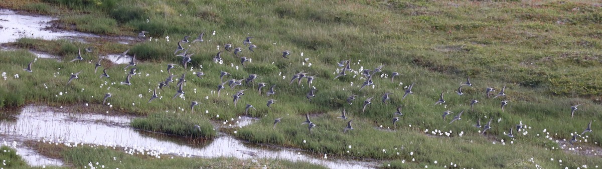 コシジロウズラシギ - ML645458724