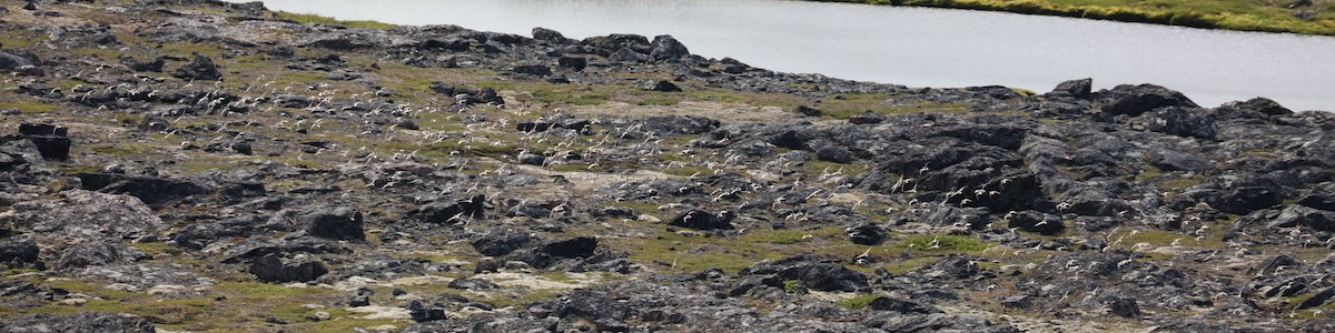 コシジロウズラシギ - ML645458725