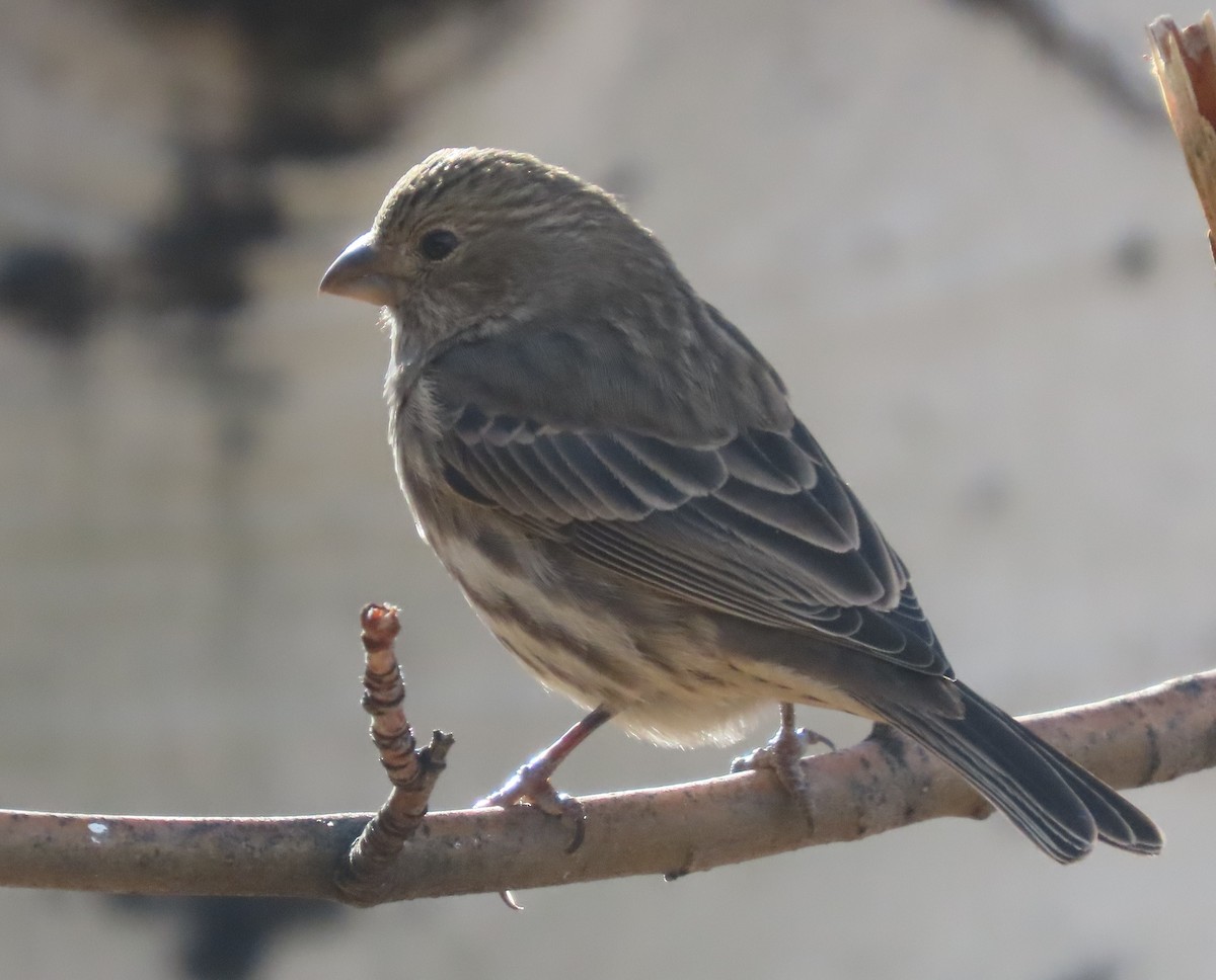 House Finch - ML645458739