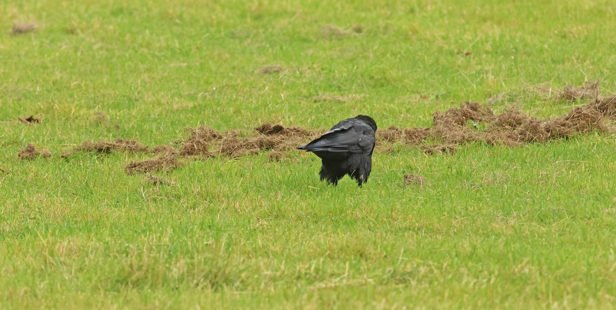 Corbeau freux - ML645458750