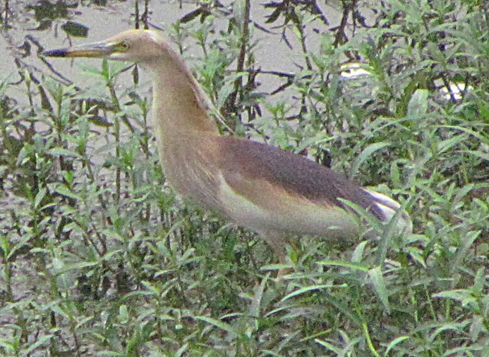 Indian Pond-Heron - ML645458765