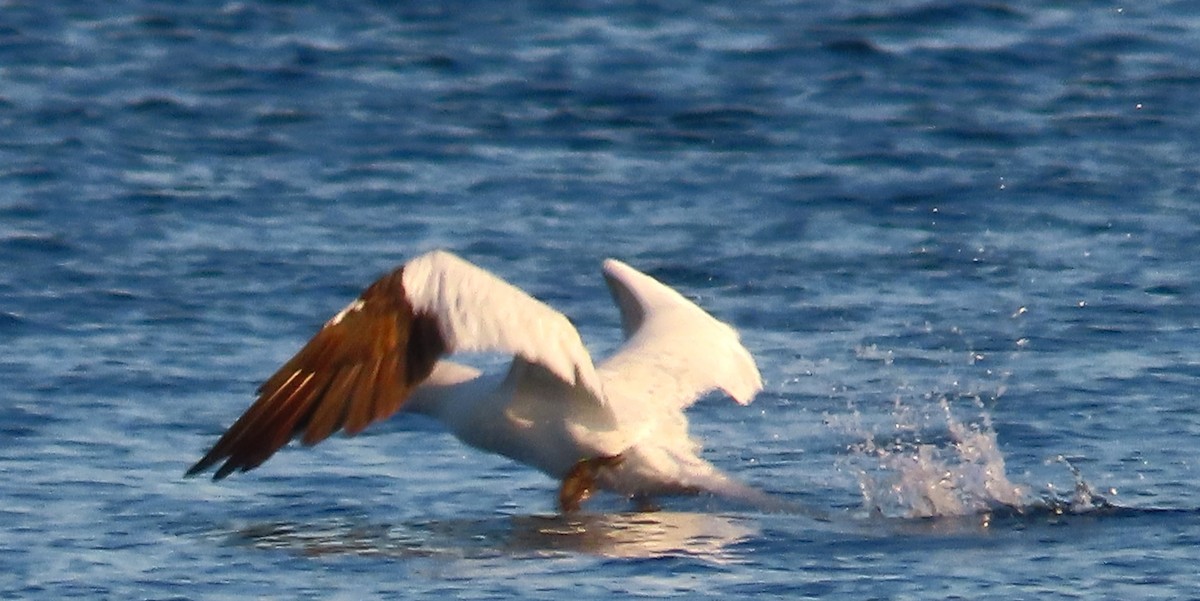 Alcatraz Atlántico - ML645458780