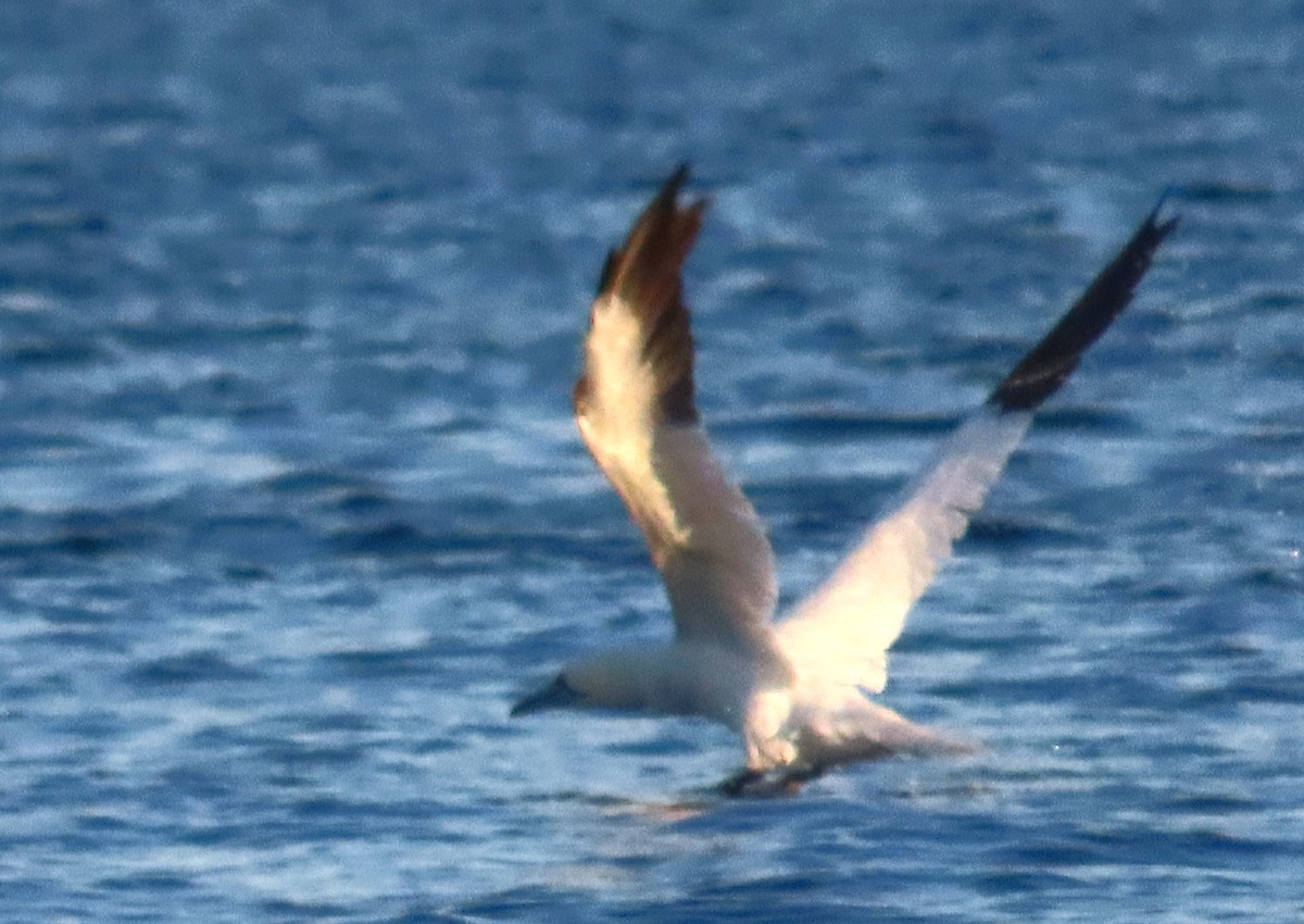 Alcatraz Atlántico - ML645458783