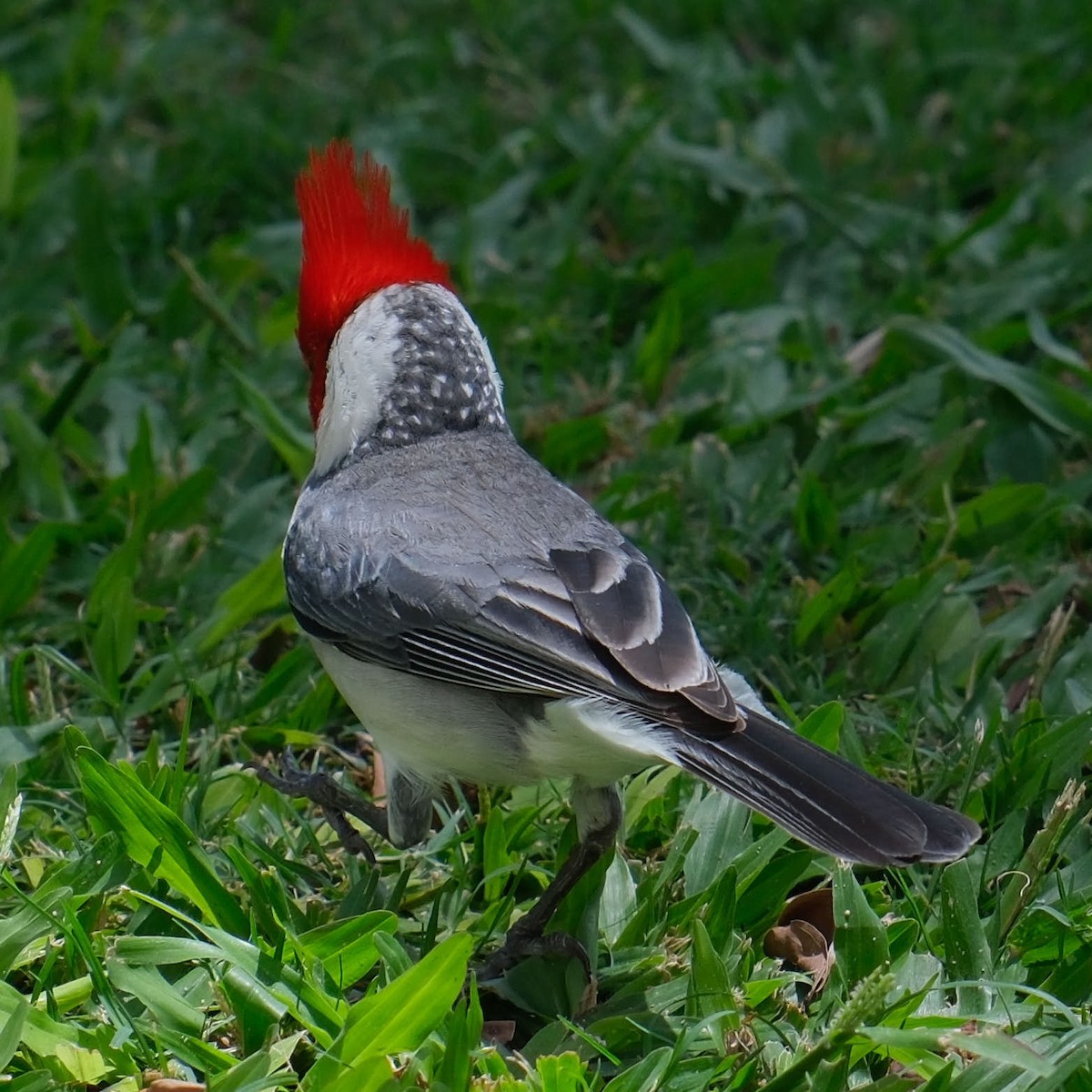 Red-crested Cardinal - ML645458797