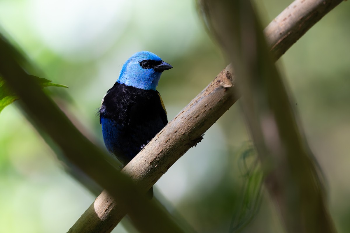 Blue-necked Tanager - ML645458801