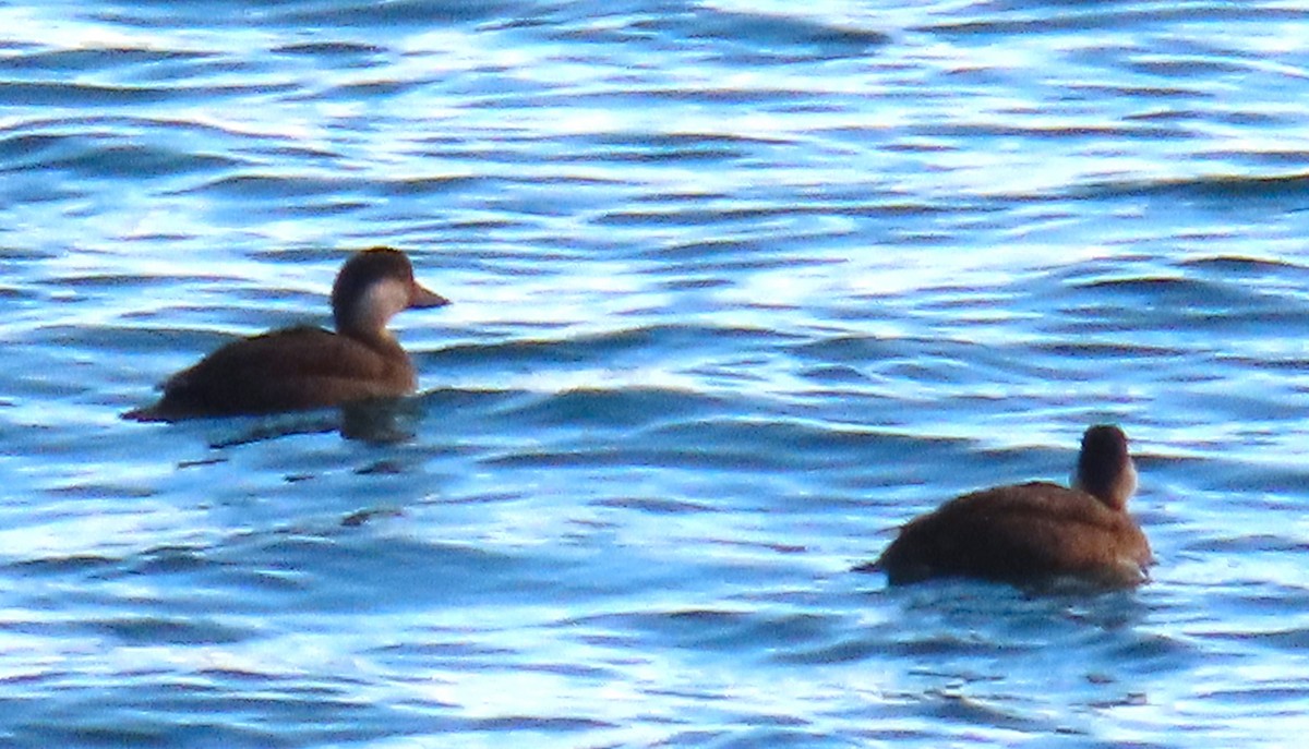 ヨーロッパクロガモ - ML645458807