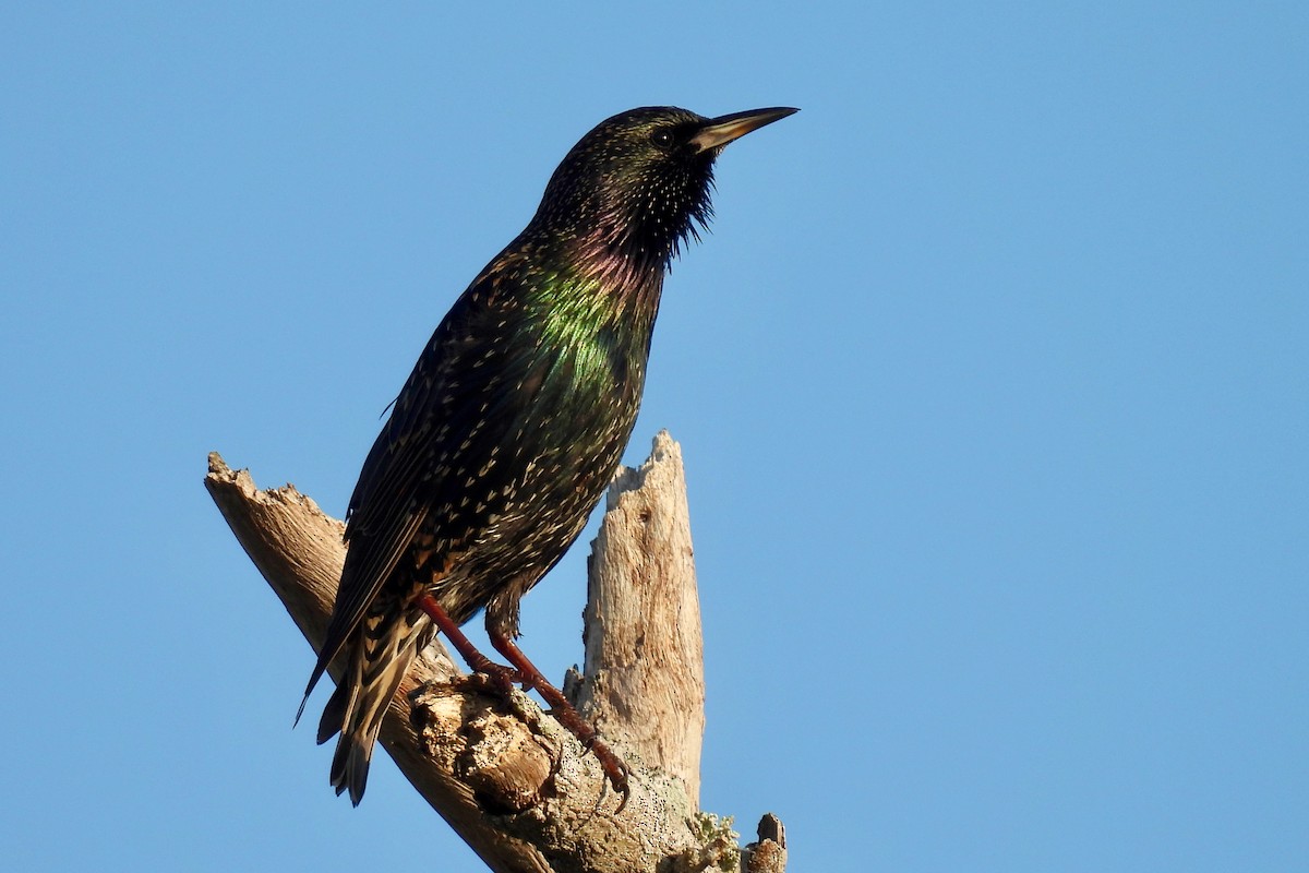 European Starling - ML645458809