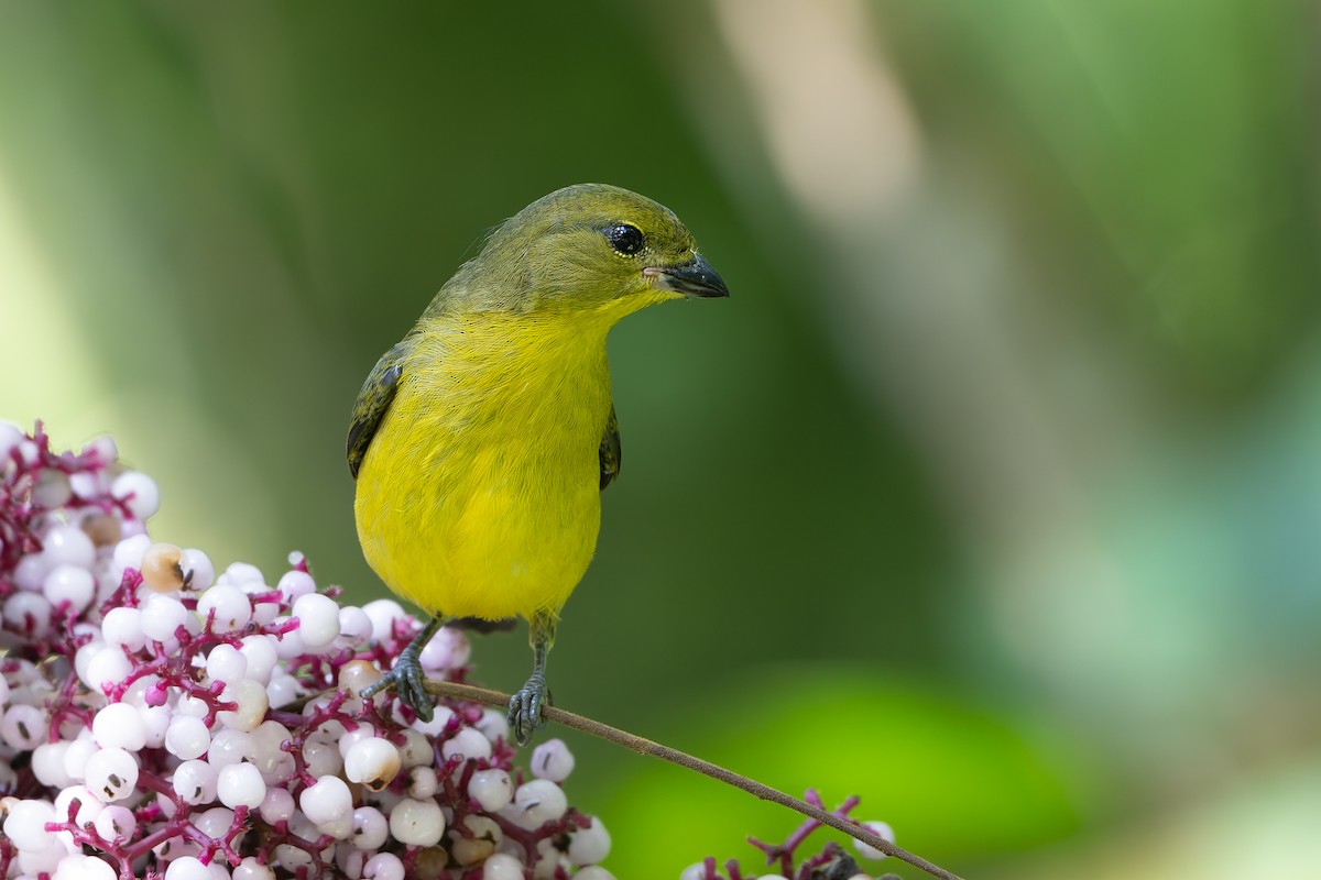 Thick-billed Euphonia - ML645458810