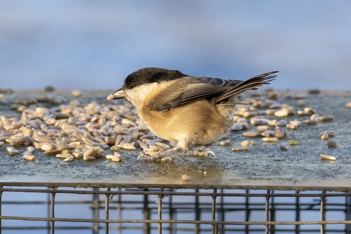 Пухляк - ML645458811