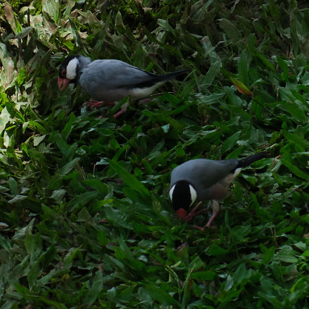 Java Sparrow - ML645458812