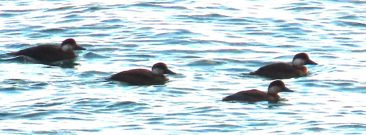 ヨーロッパクロガモ - ML645458813