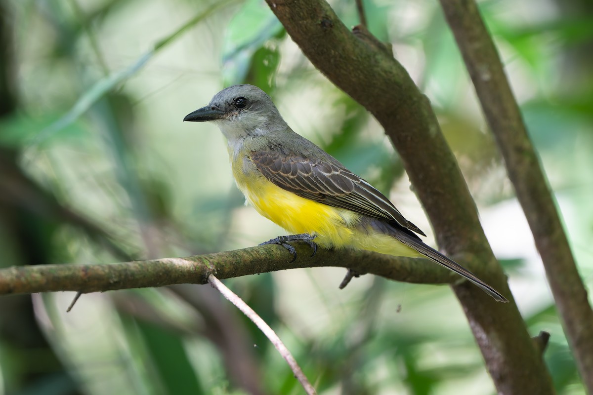 Tropical Kingbird - ML645458814