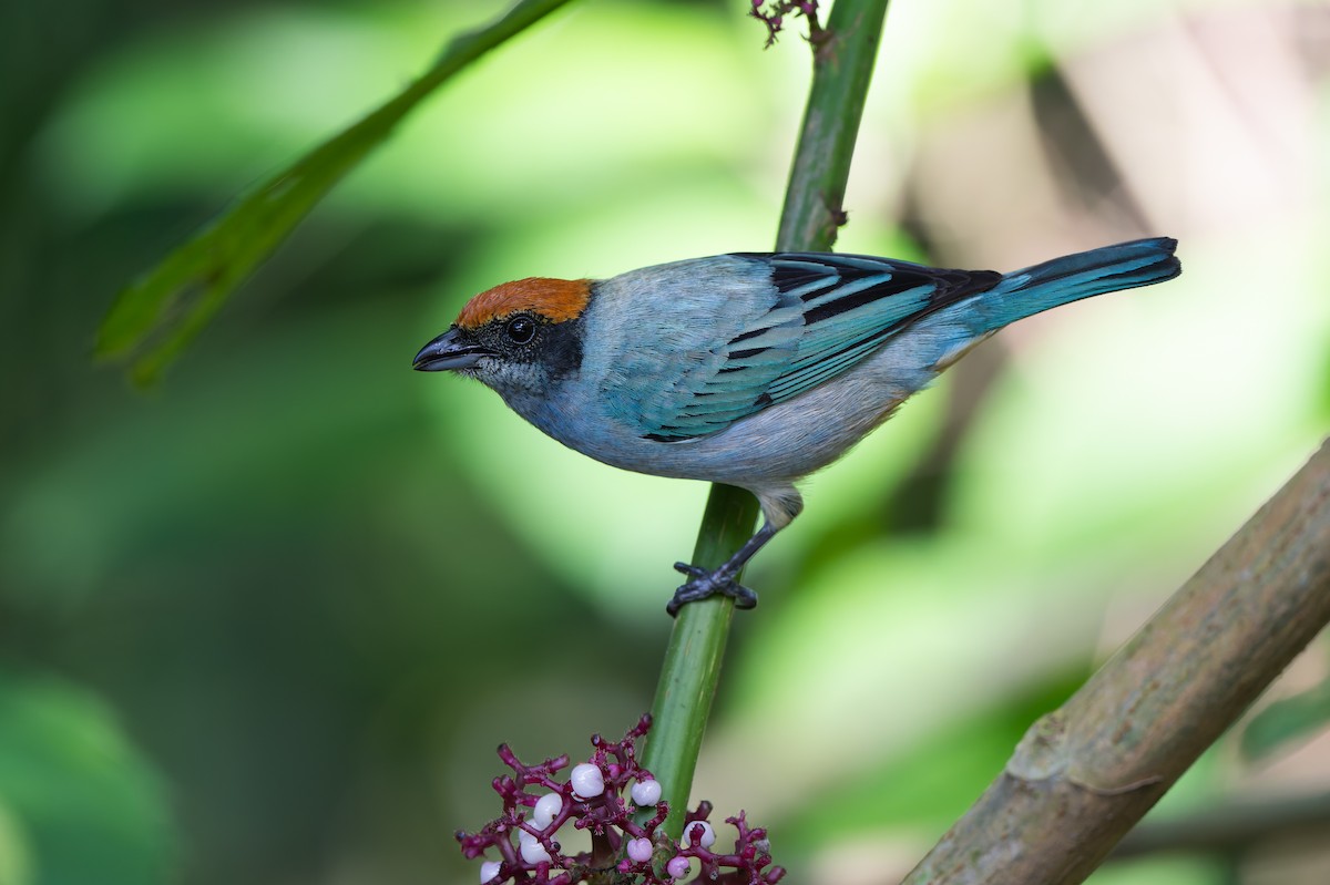 Scrub Tanager - ML645458816