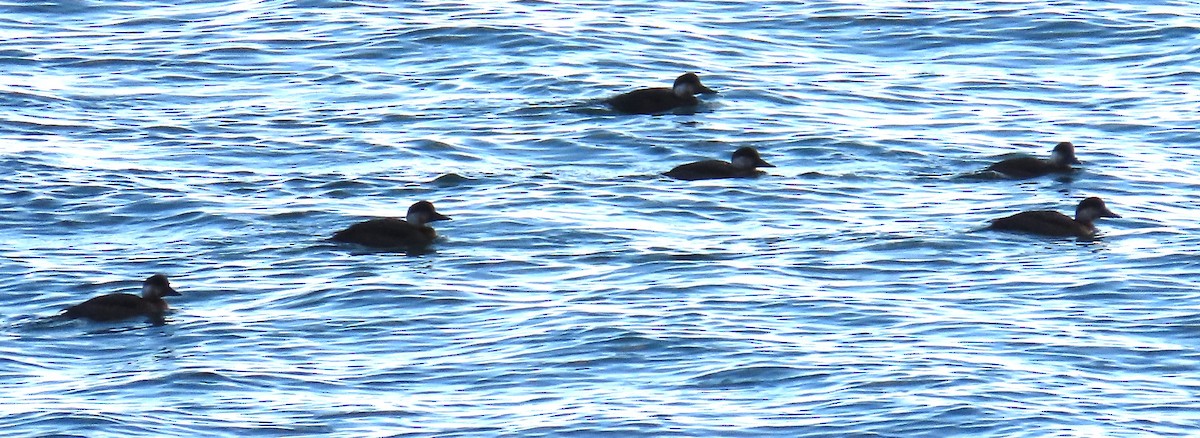 ヨーロッパクロガモ - ML645458817