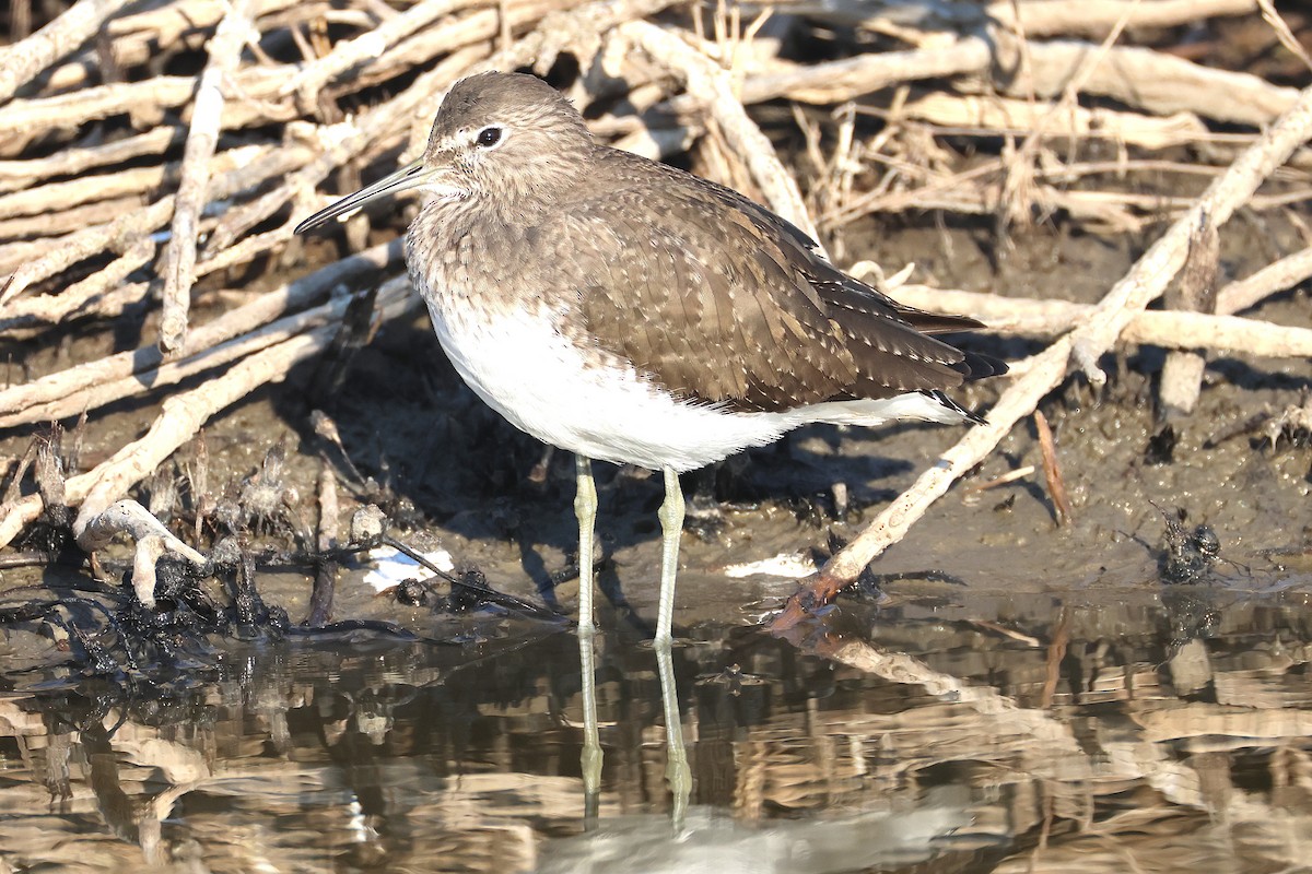 Green Sandpiper - ML645458818