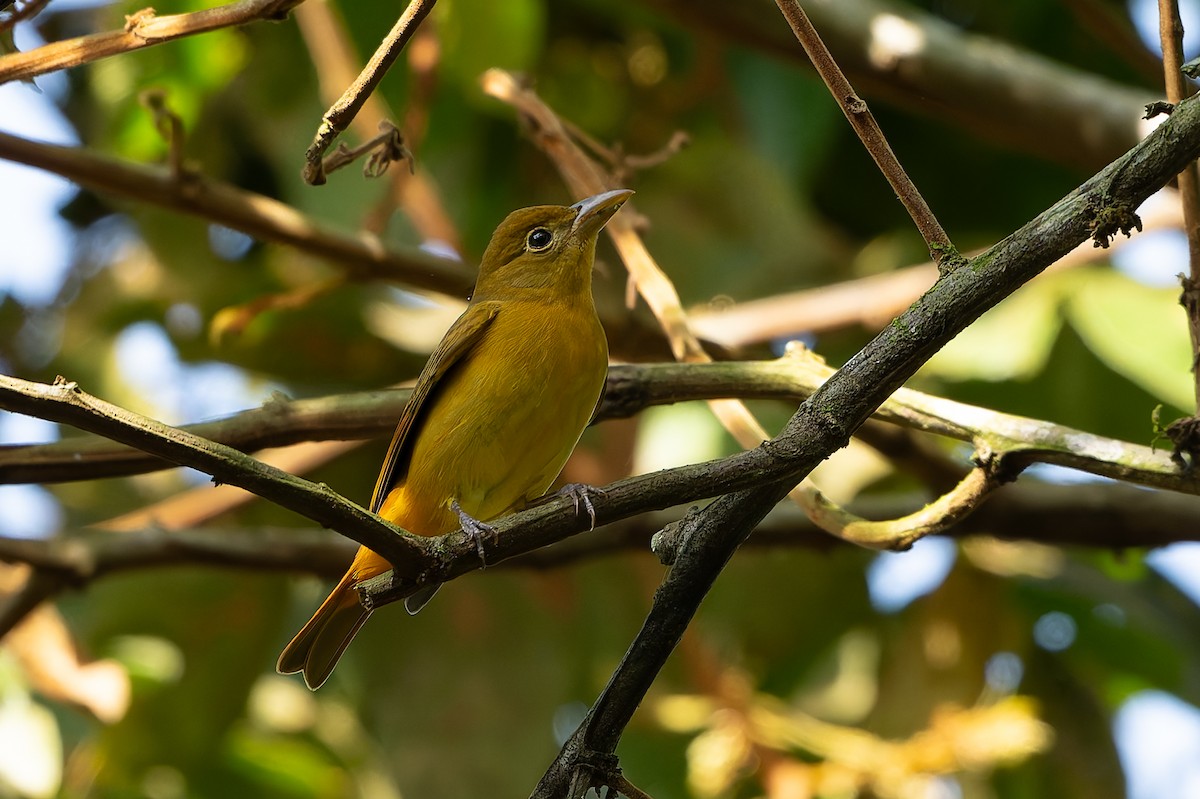 Summer Tanager - ML645458822