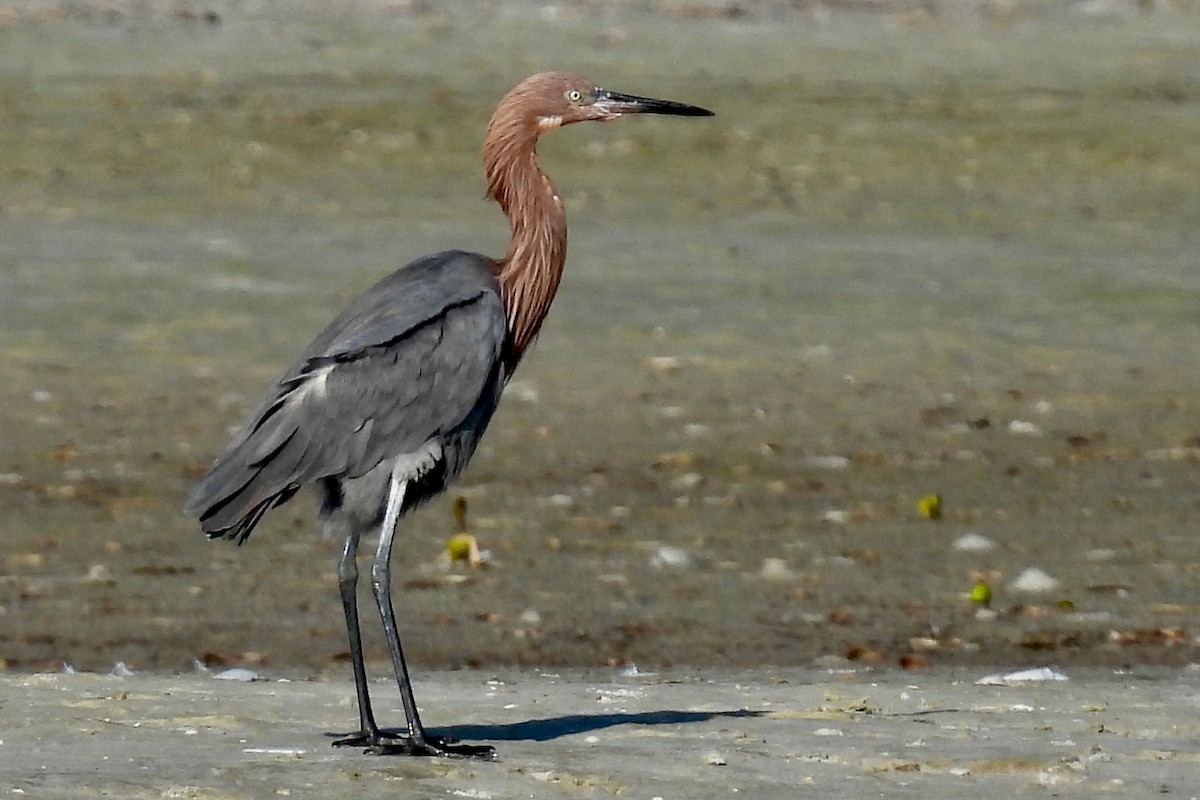 Reddish Egret - ML645458823