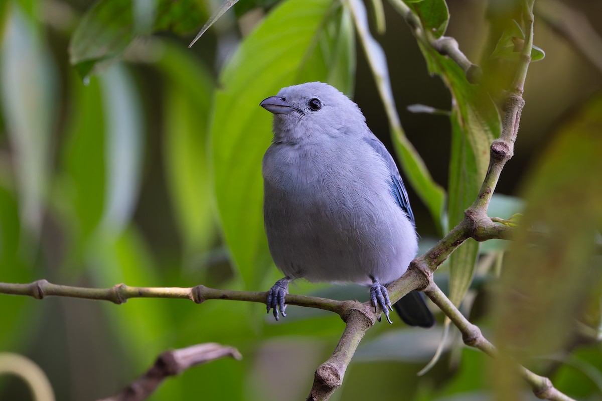 Blue-gray Tanager - ML645458825