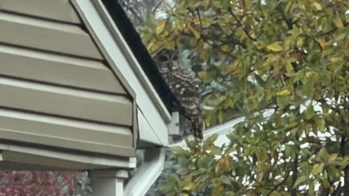 Barred Owl - ML645458826