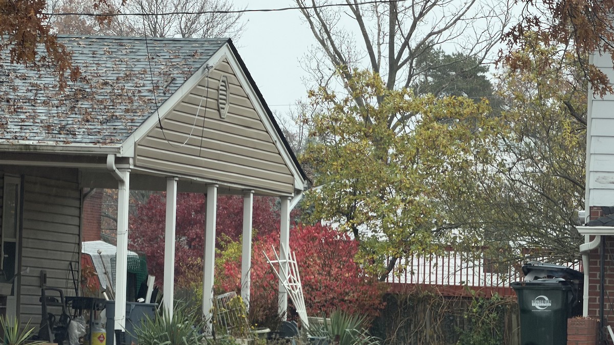 Barred Owl - ML645458827