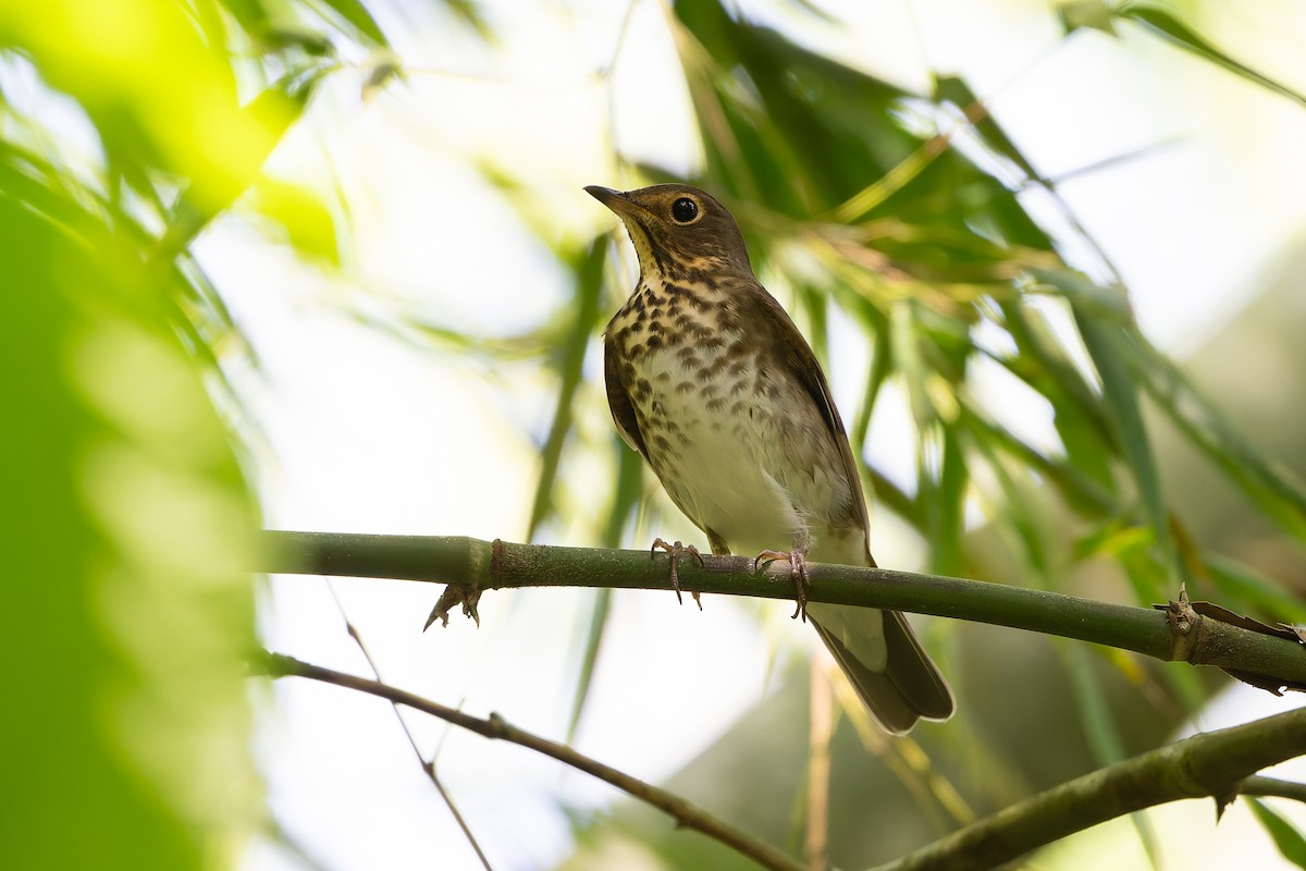 Swainson's Thrush - ML645458829