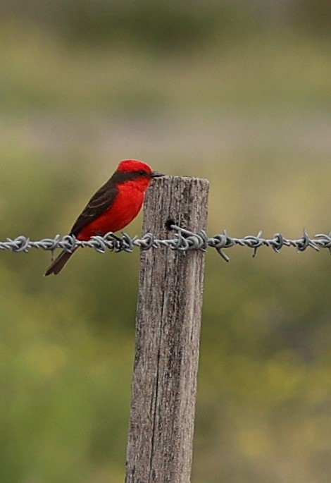 Vermilion Flycatcher - ML645458831