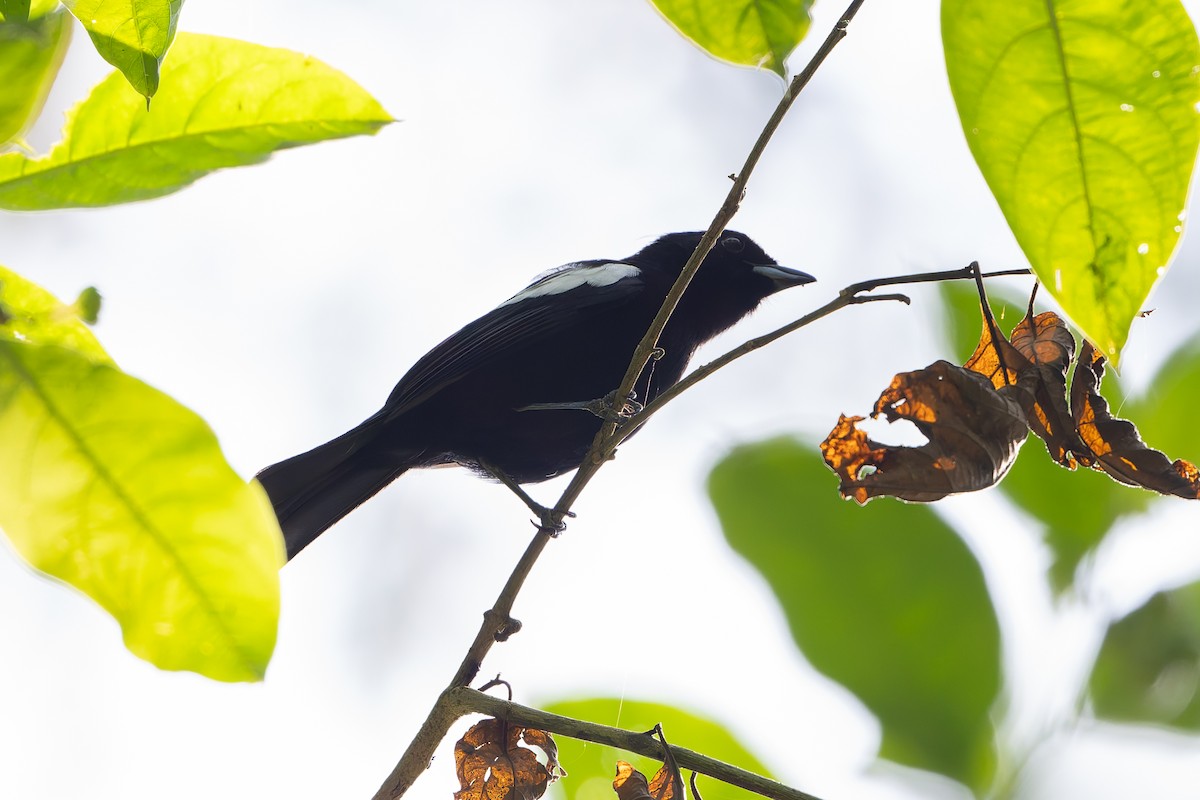 White-shouldered Tanager - ML645458840