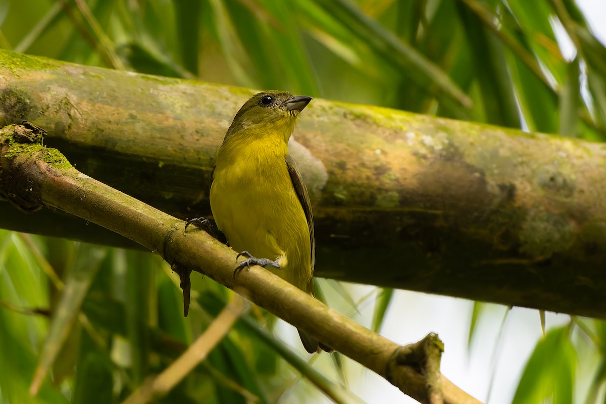 Thick-billed Euphonia - ML645458844