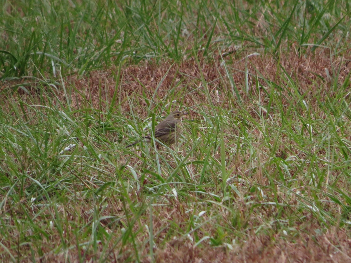 American Pipit - ML645458846