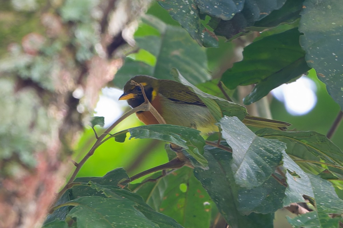 Guira Tanager - ML645458847