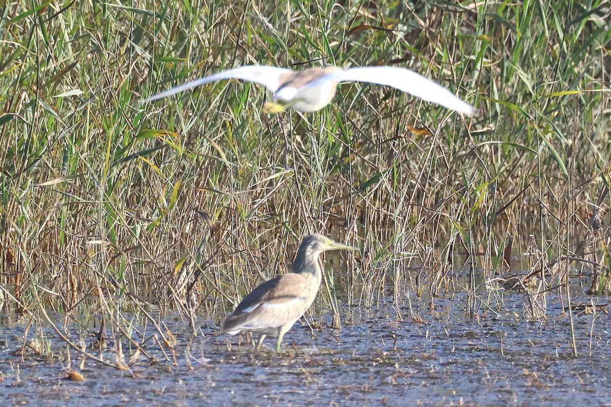 Squacco Heron - ML645458848