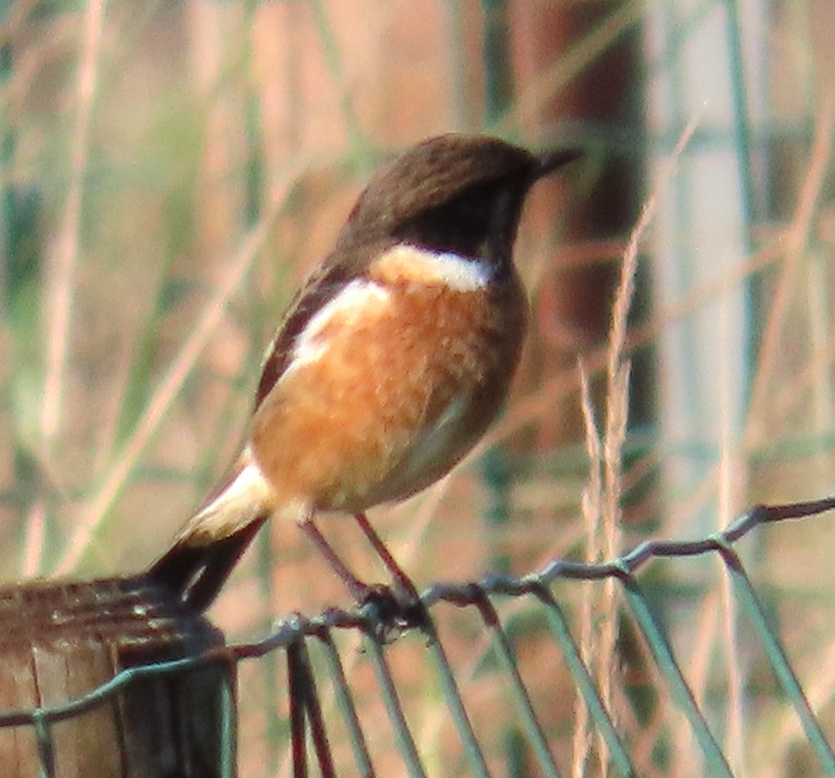 European Stonechat - ML645458851