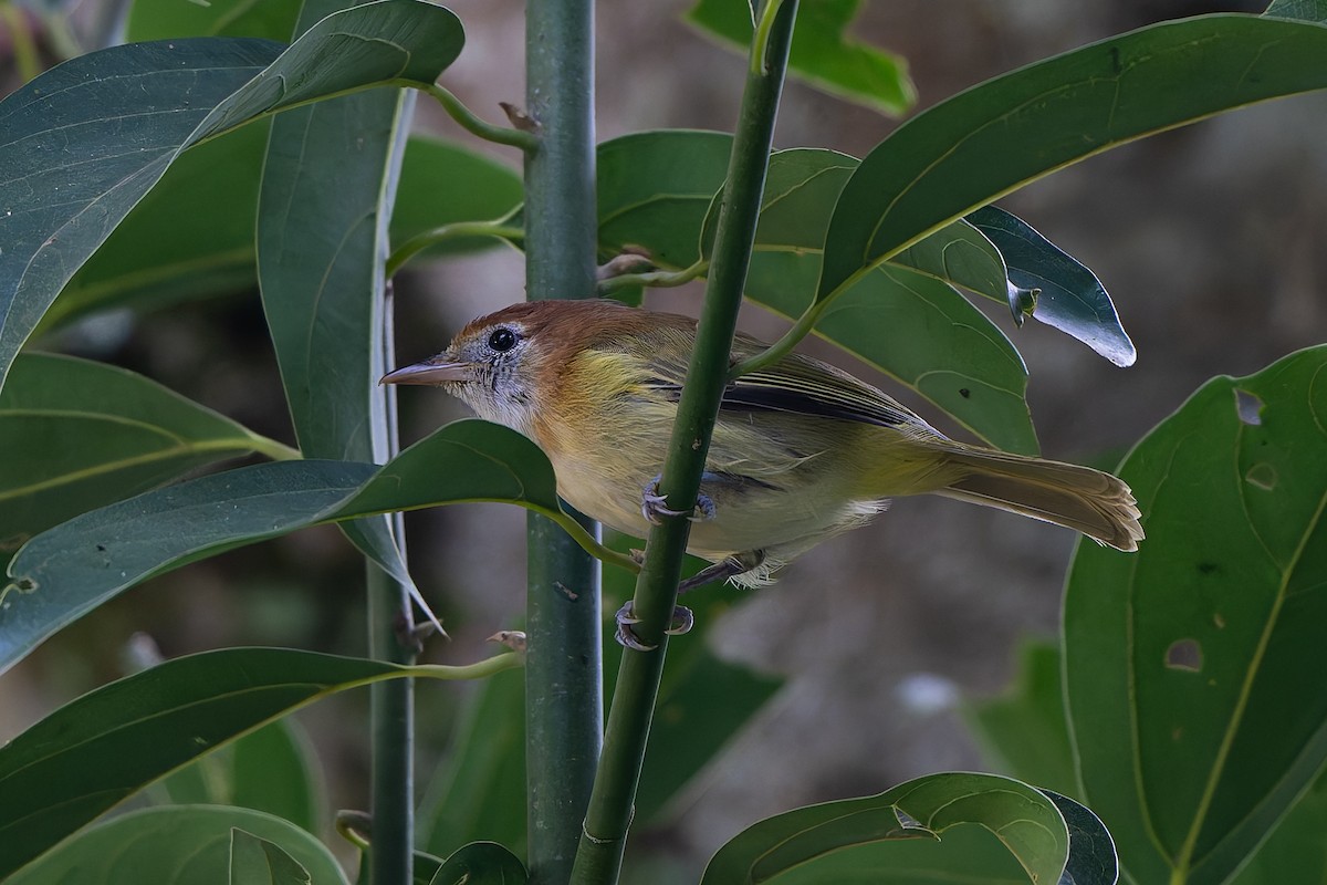 Rufous-naped Greenlet - ML645458852