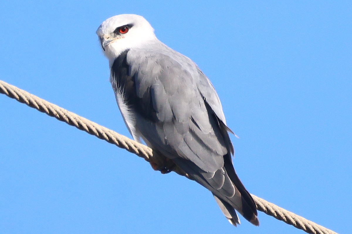 Black-winged Kite - ML645458855
