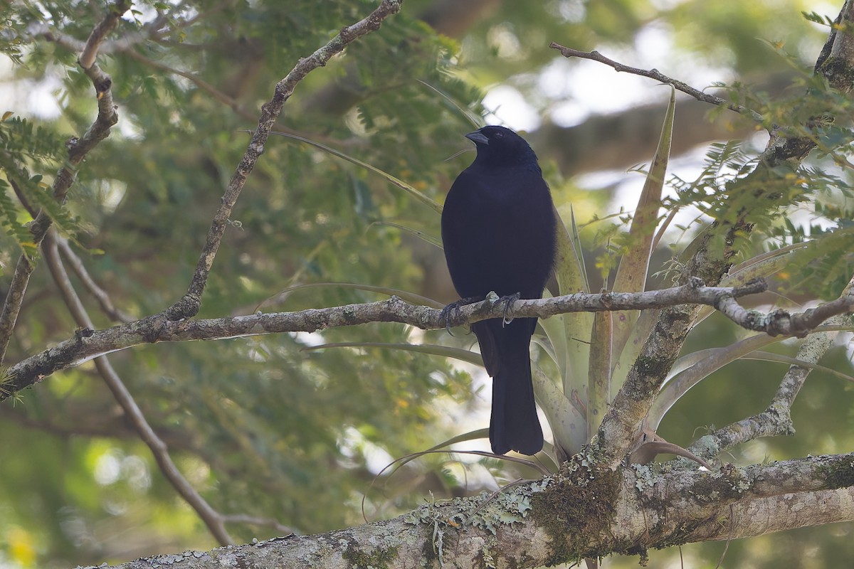 Shiny Cowbird - ML645458856