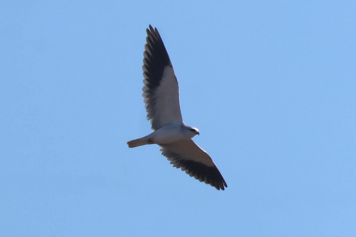 Black-winged Kite - ML645458860